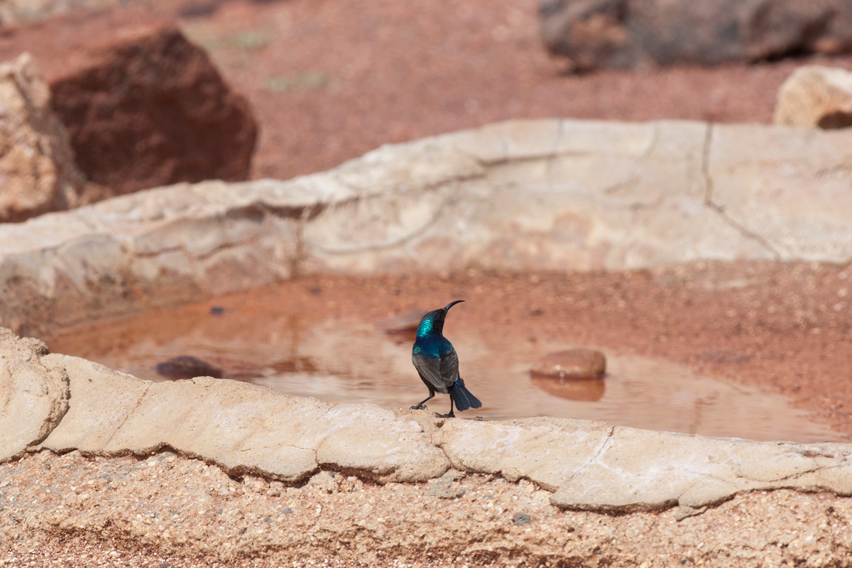 Palestine Sunbird