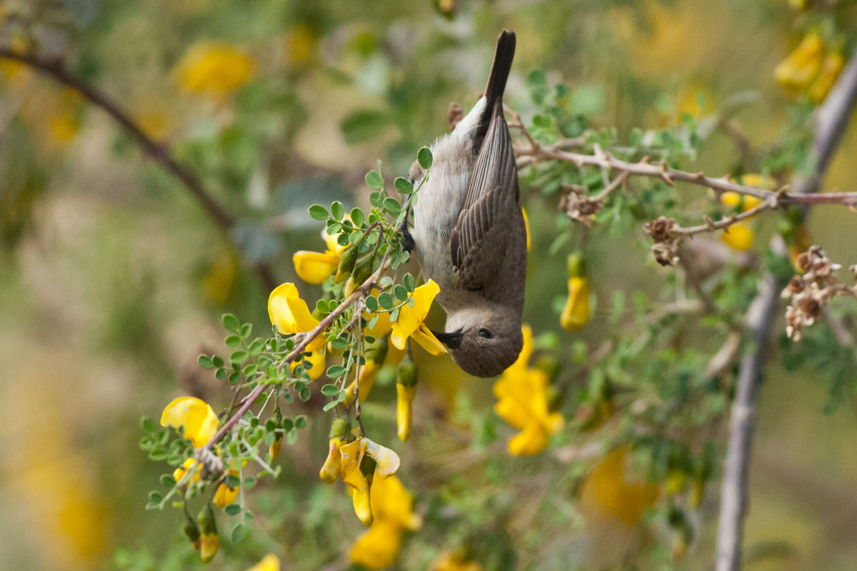 Palestine Sunbird