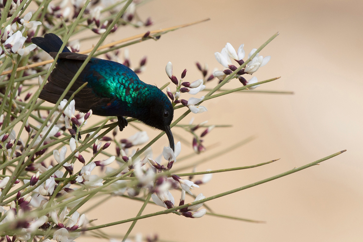 Palestine Sunbird