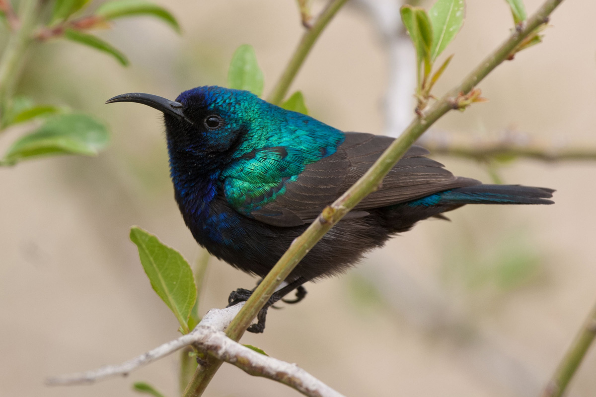 Palestine Sunbird