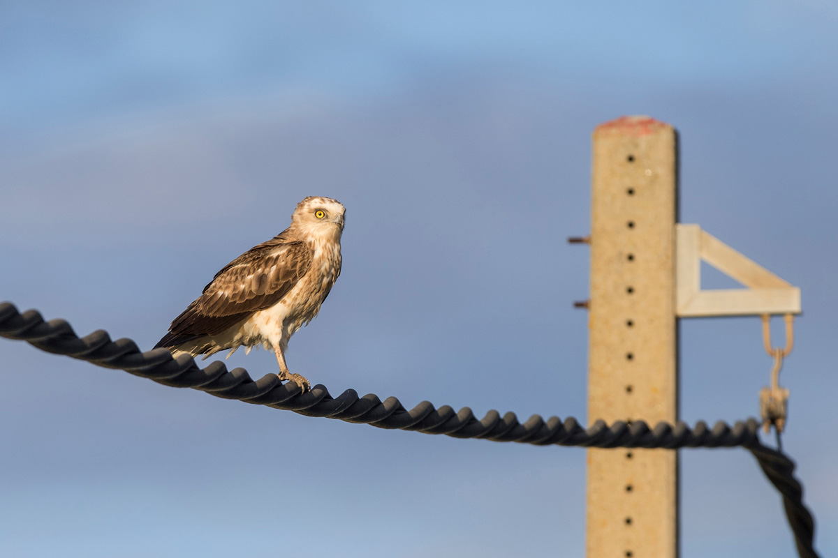 Short-toed Snake Eagle