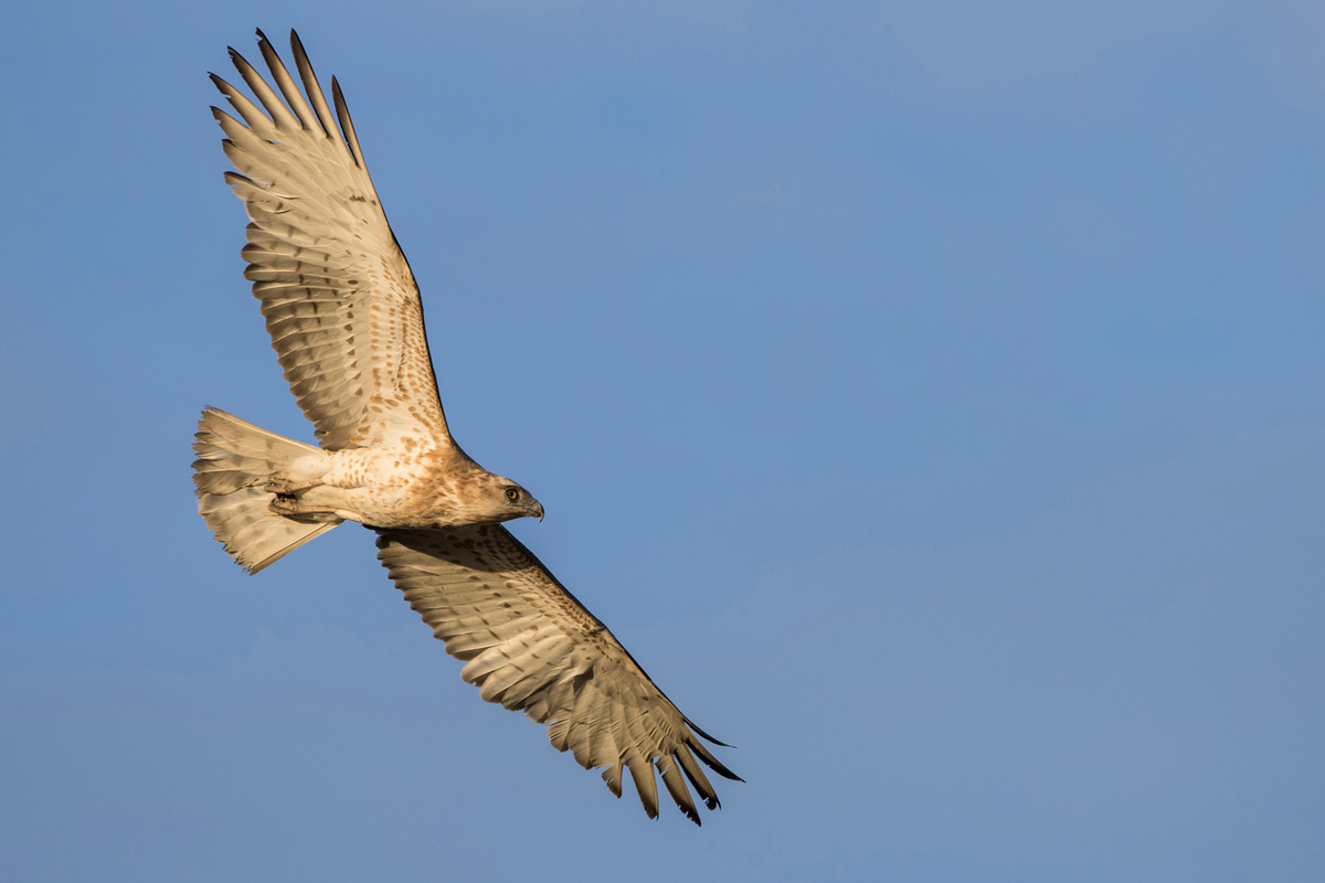 Short-toed Snake Eagle