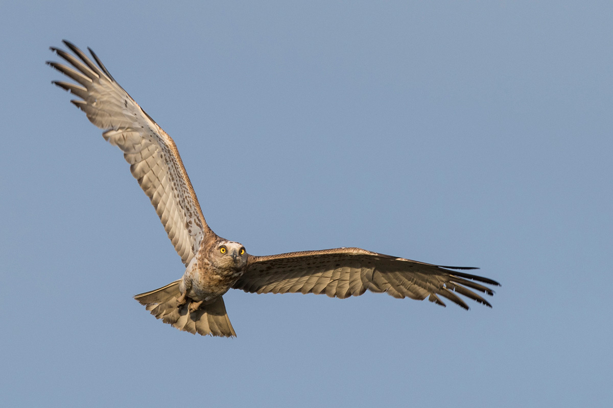 Short-toed Snake Eagle