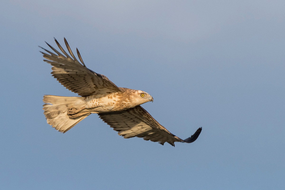 Short-toed Snake Eagle