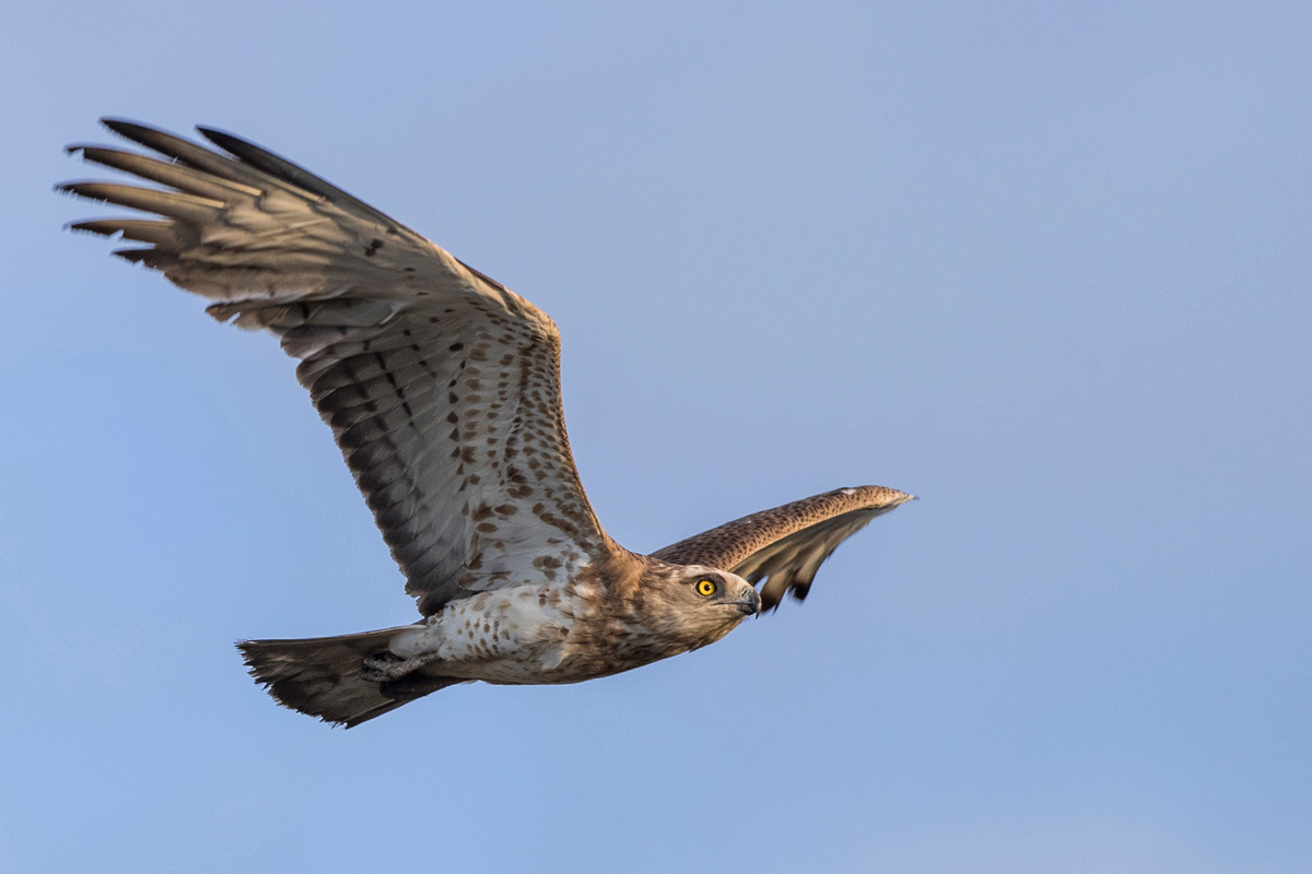 Short-toed Snake Eagle