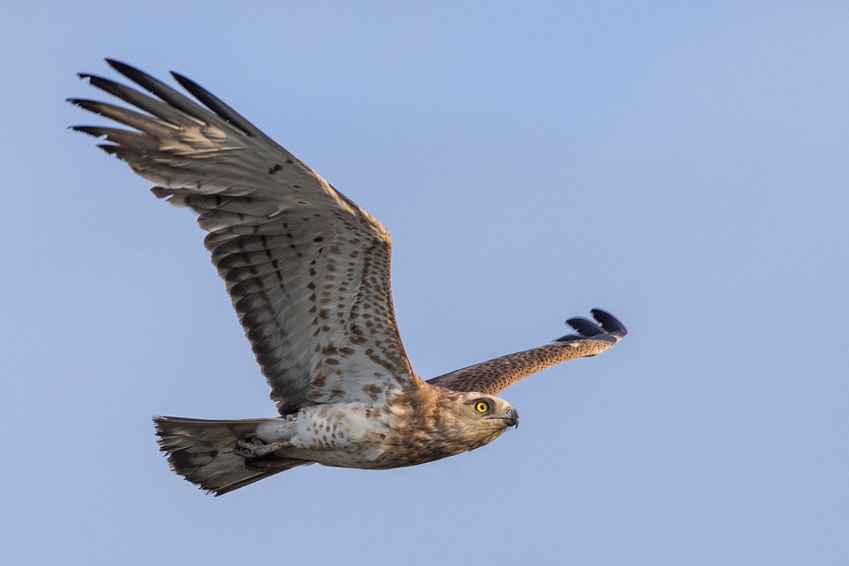 Short-toed Snake Eagle