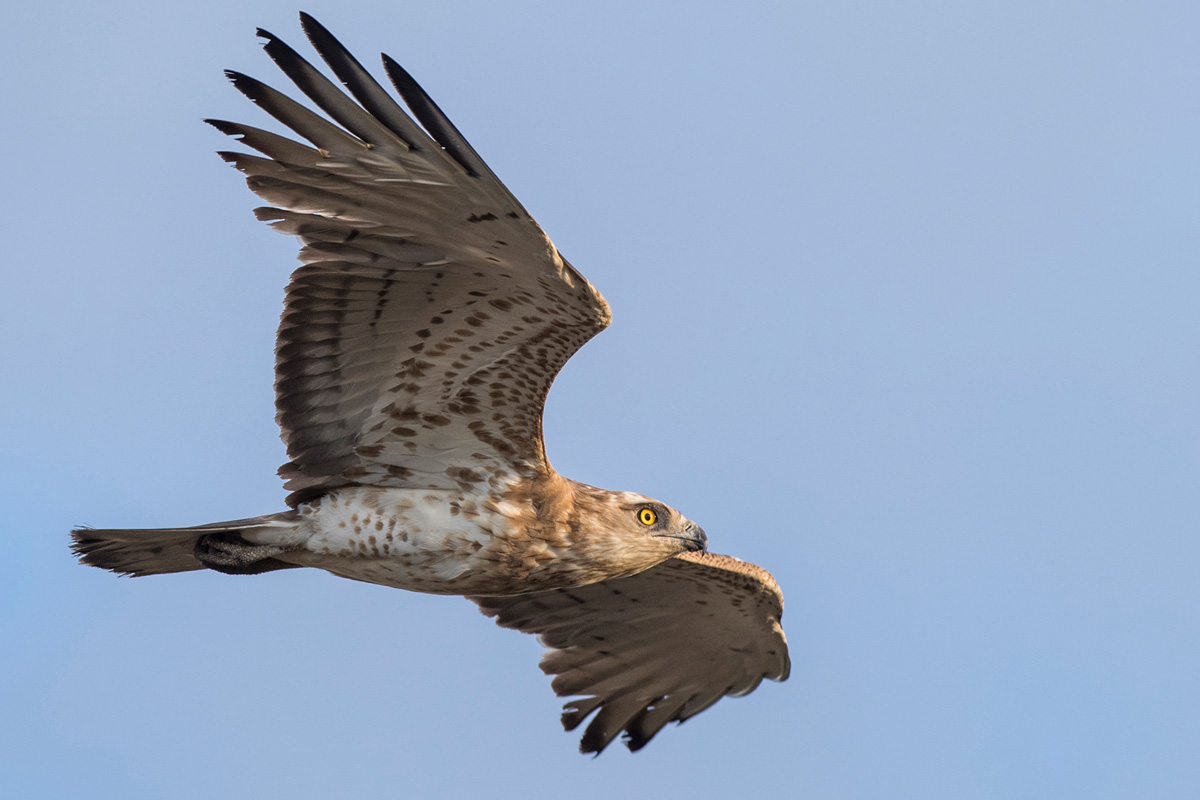 Short-toed Snake Eagle