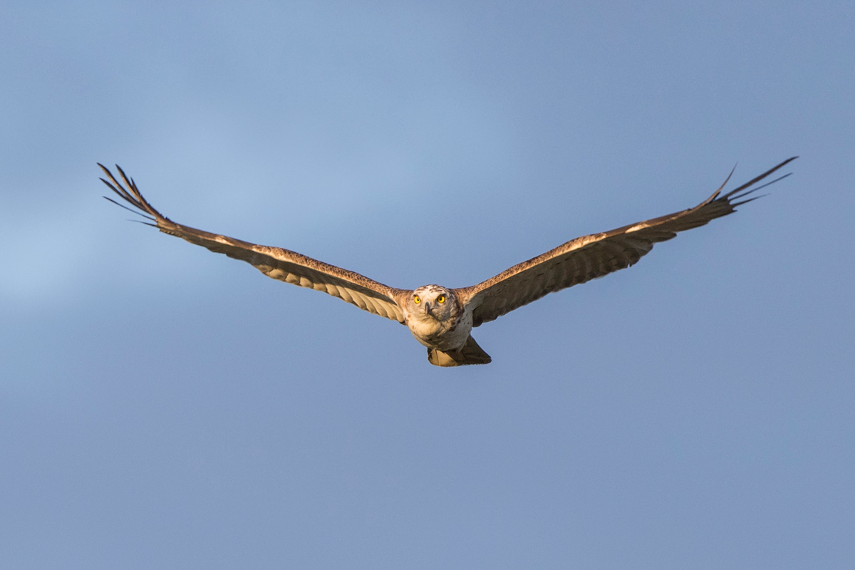 Short-toed Snake Eagle