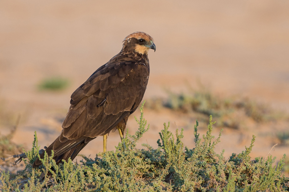 Western Marsh Harrier