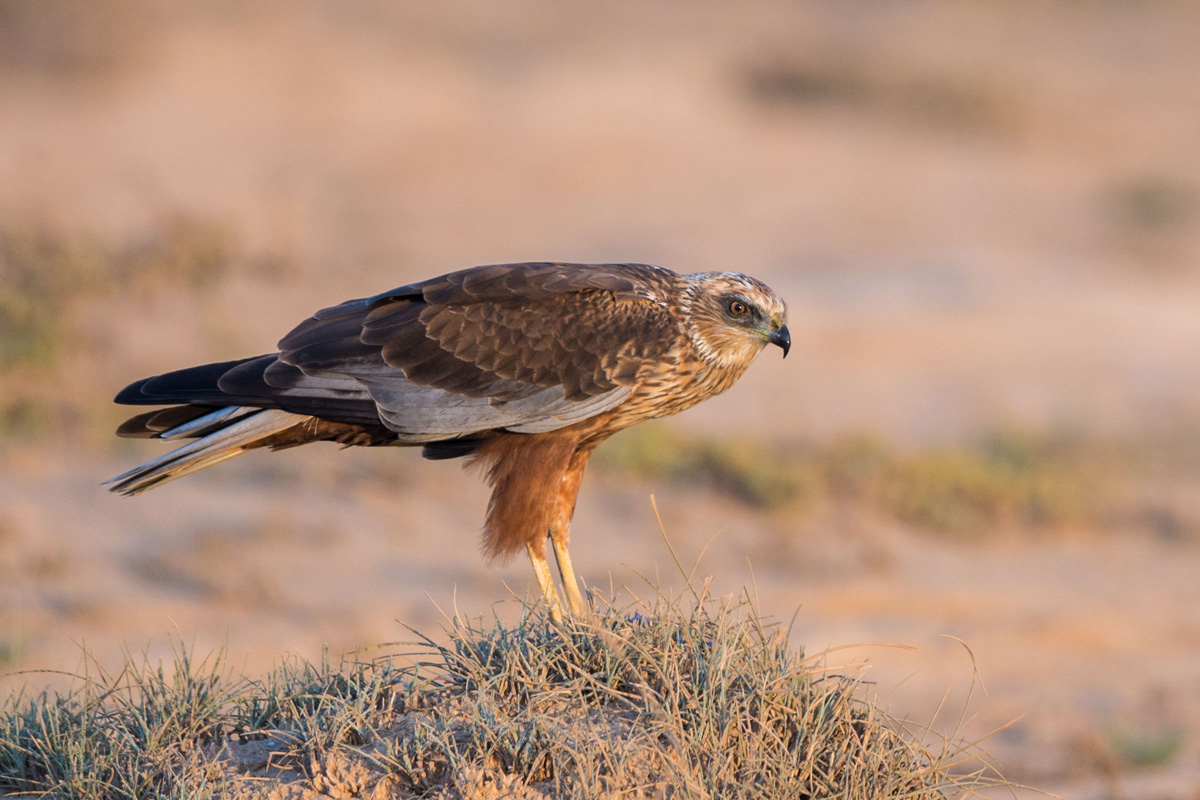 Western Marsh Harrier