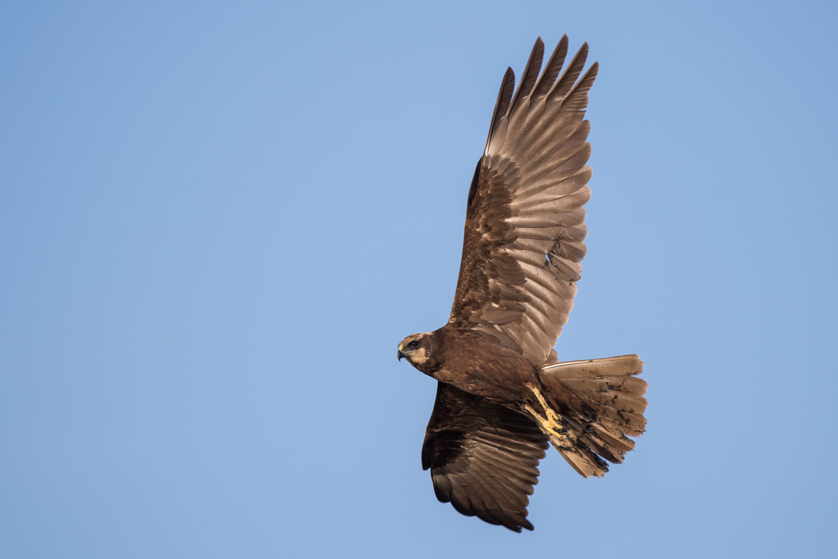 Western Marsh Harrier