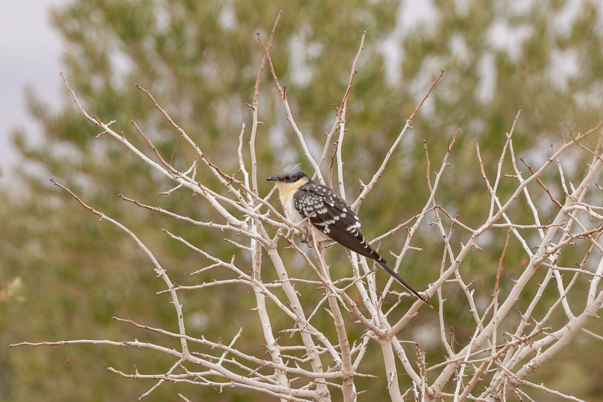 Great Spotted Cuckoo