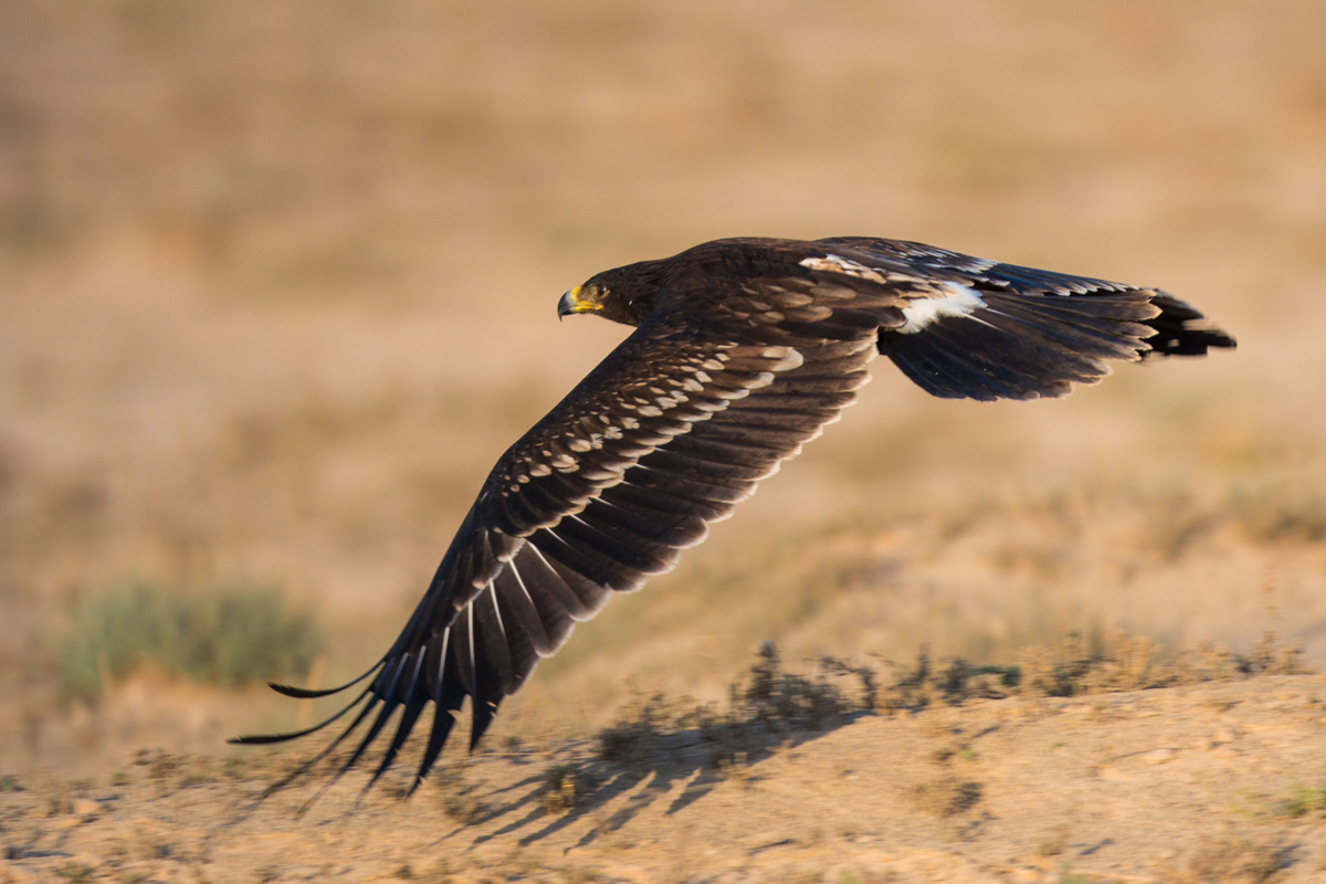 Greater Spotted Eagle