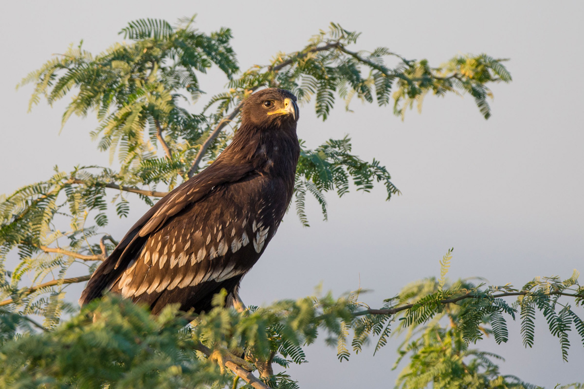 Greater Spotted Eagle