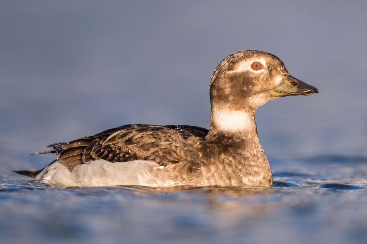 Long-tailed Duck