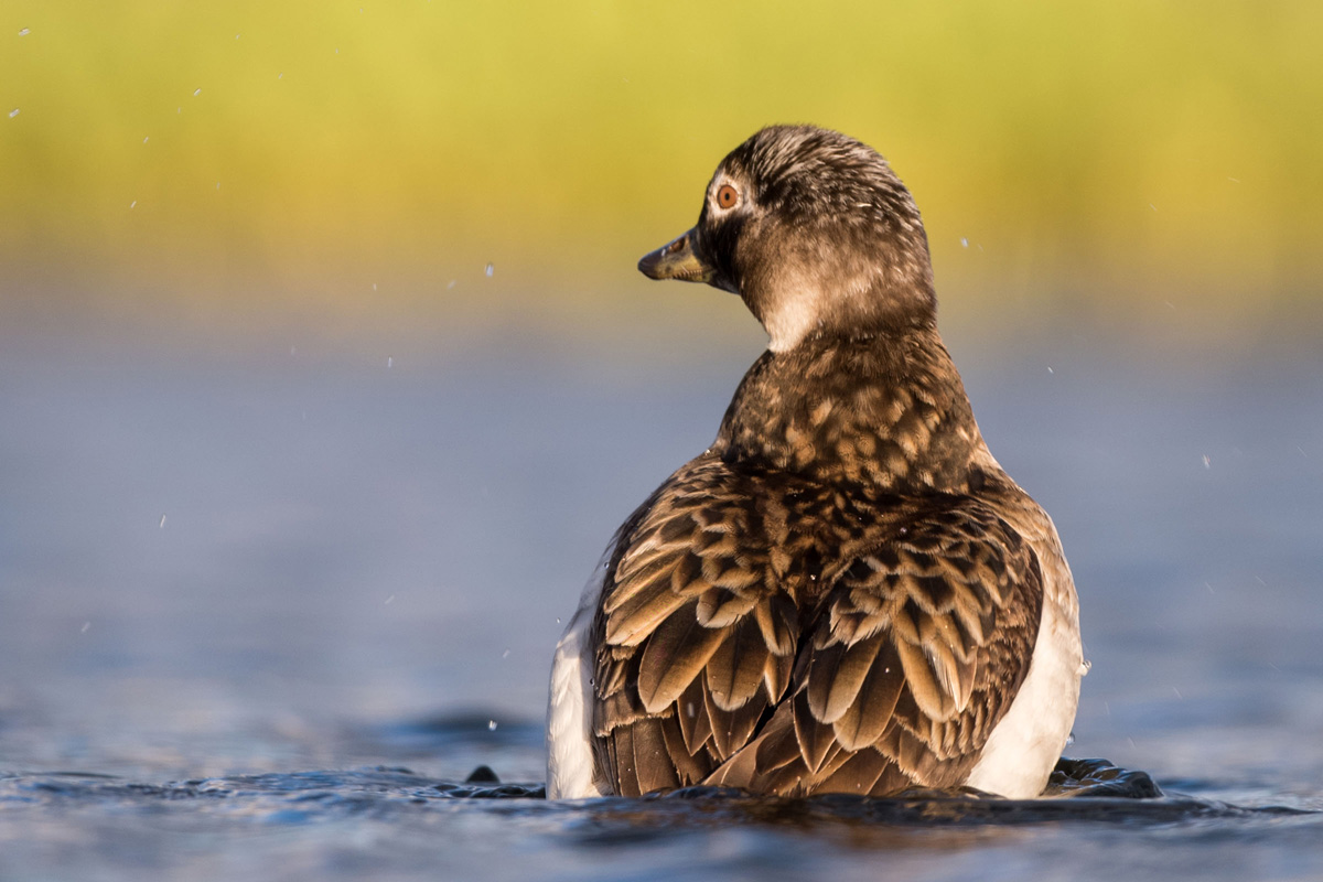 Long-tailed Duck