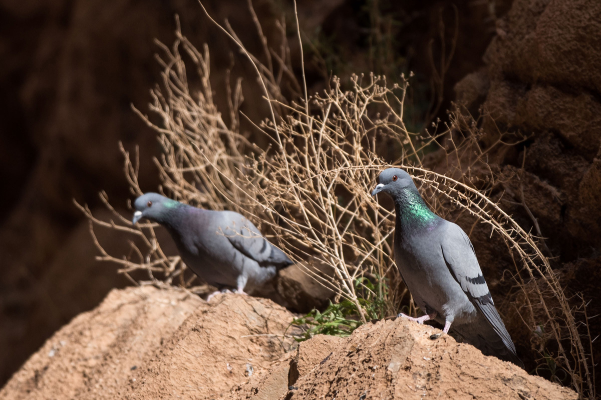 Rock Dove