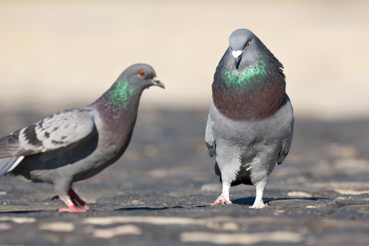 Feral Pigeon