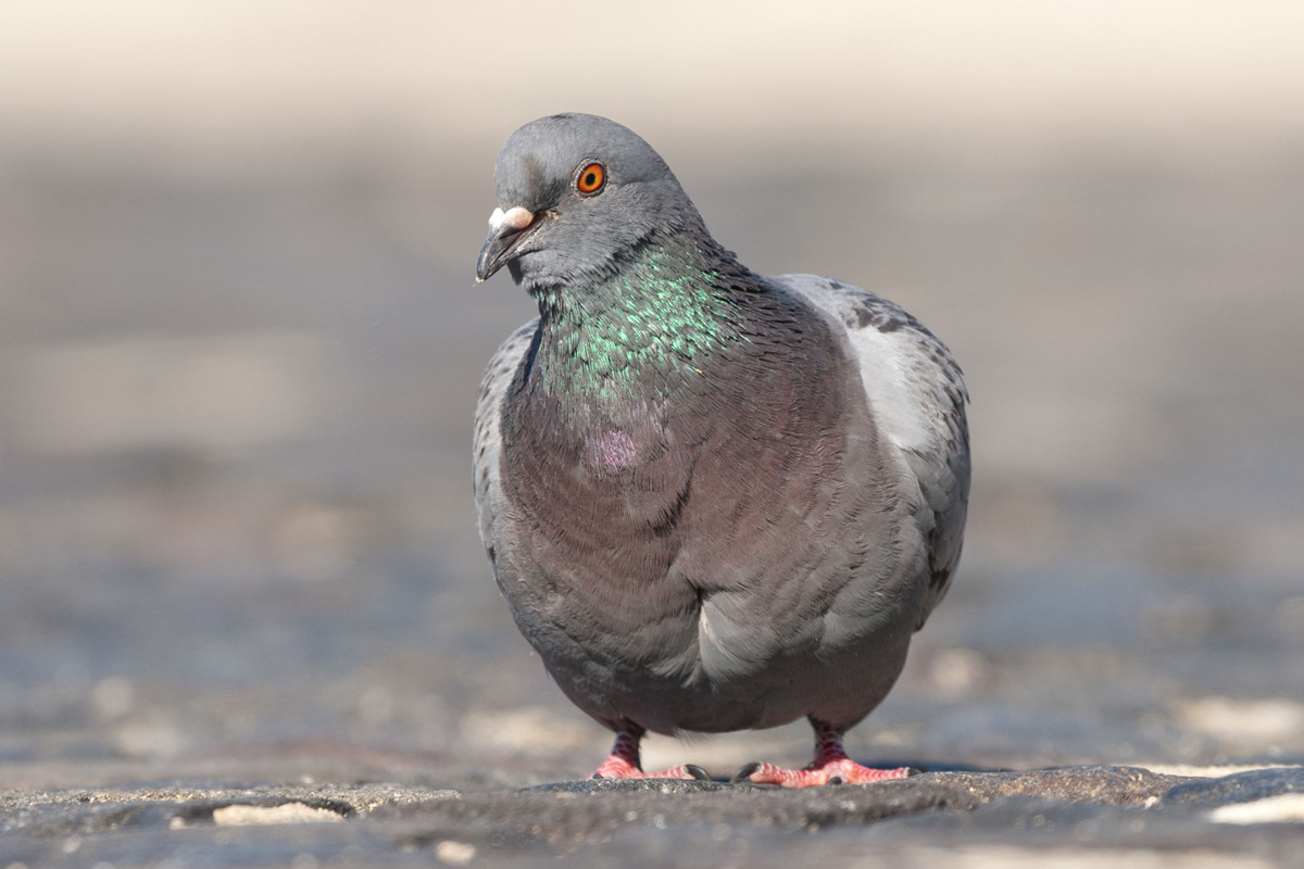 Feral Pigeon