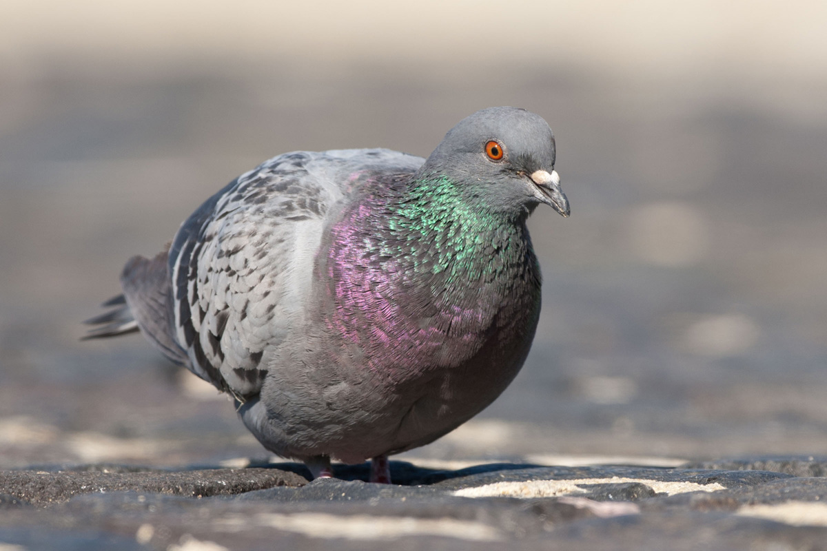 Feral Pigeon