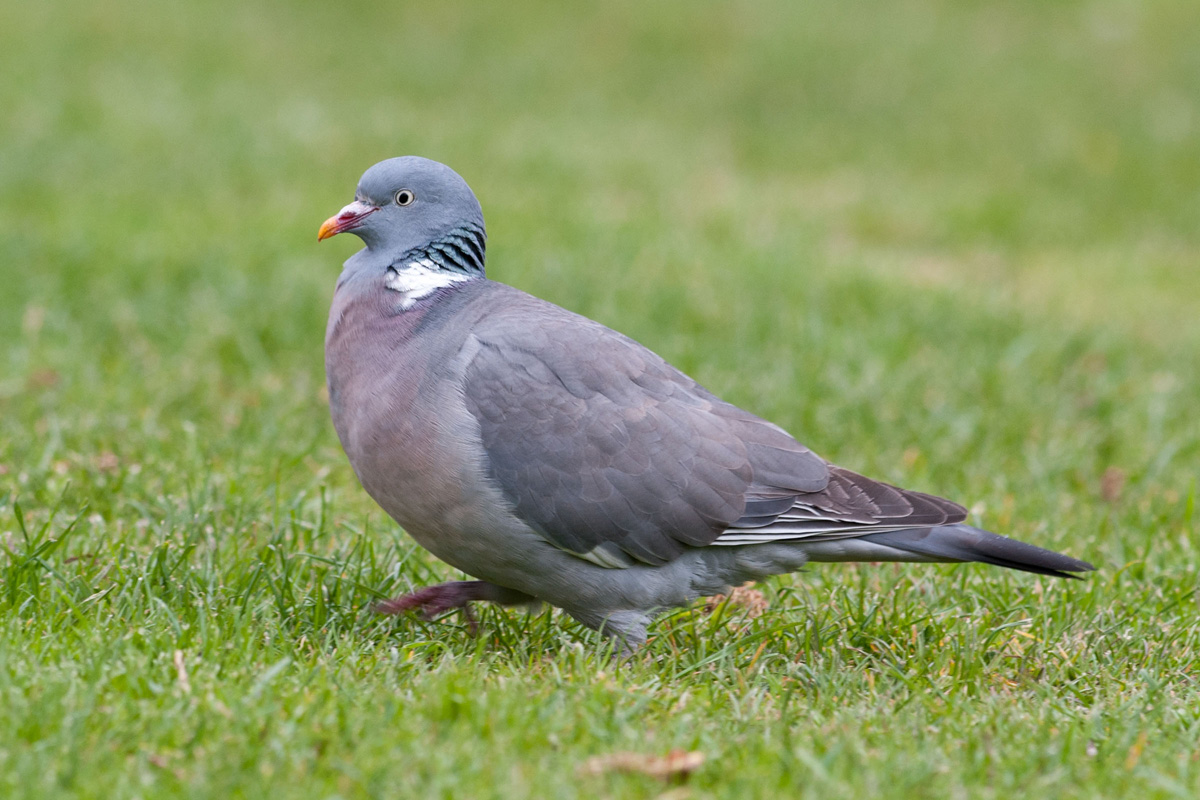 Common Wood Pigeon