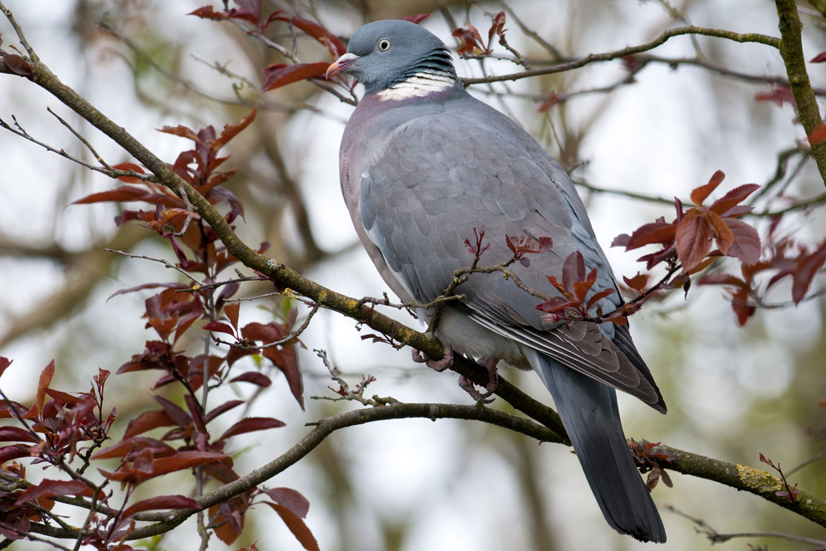 Common Wood Pigeon