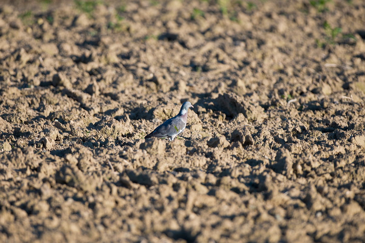 Common Wood Pigeon