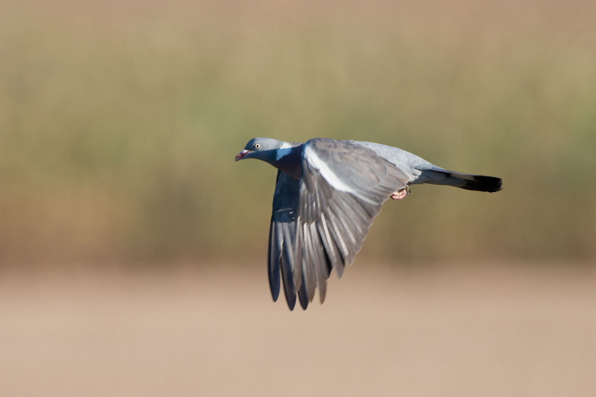 Common Wood Pigeon