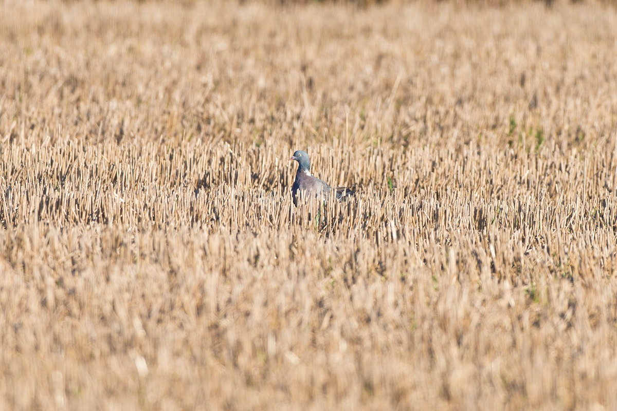 Common Wood Pigeon