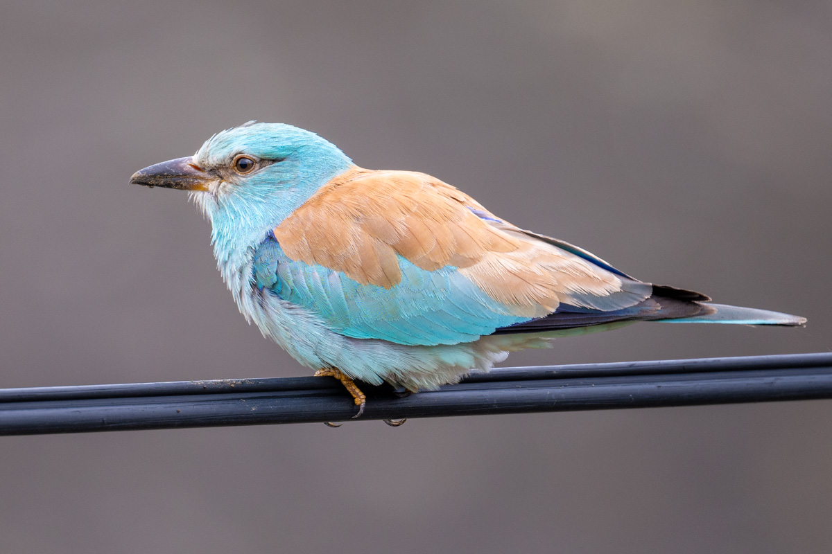 European Roller