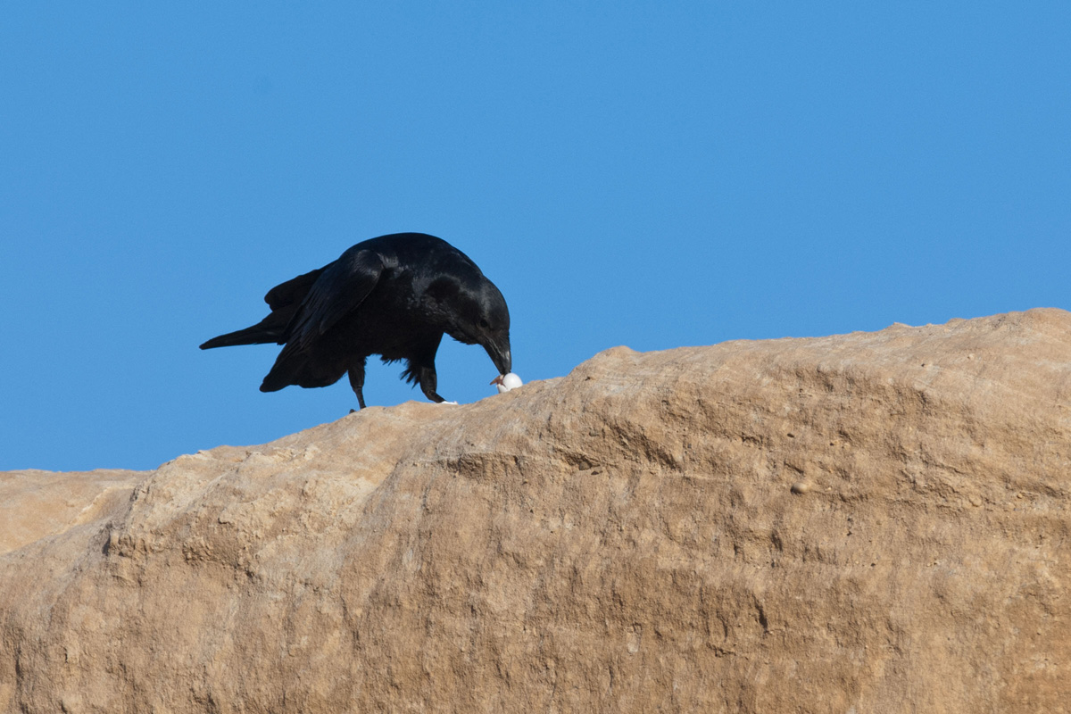 Fan-tailed Raven