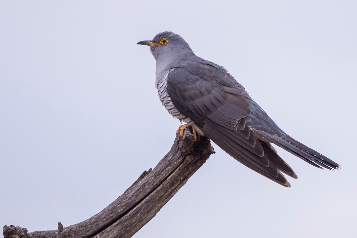 Common Cuckoo