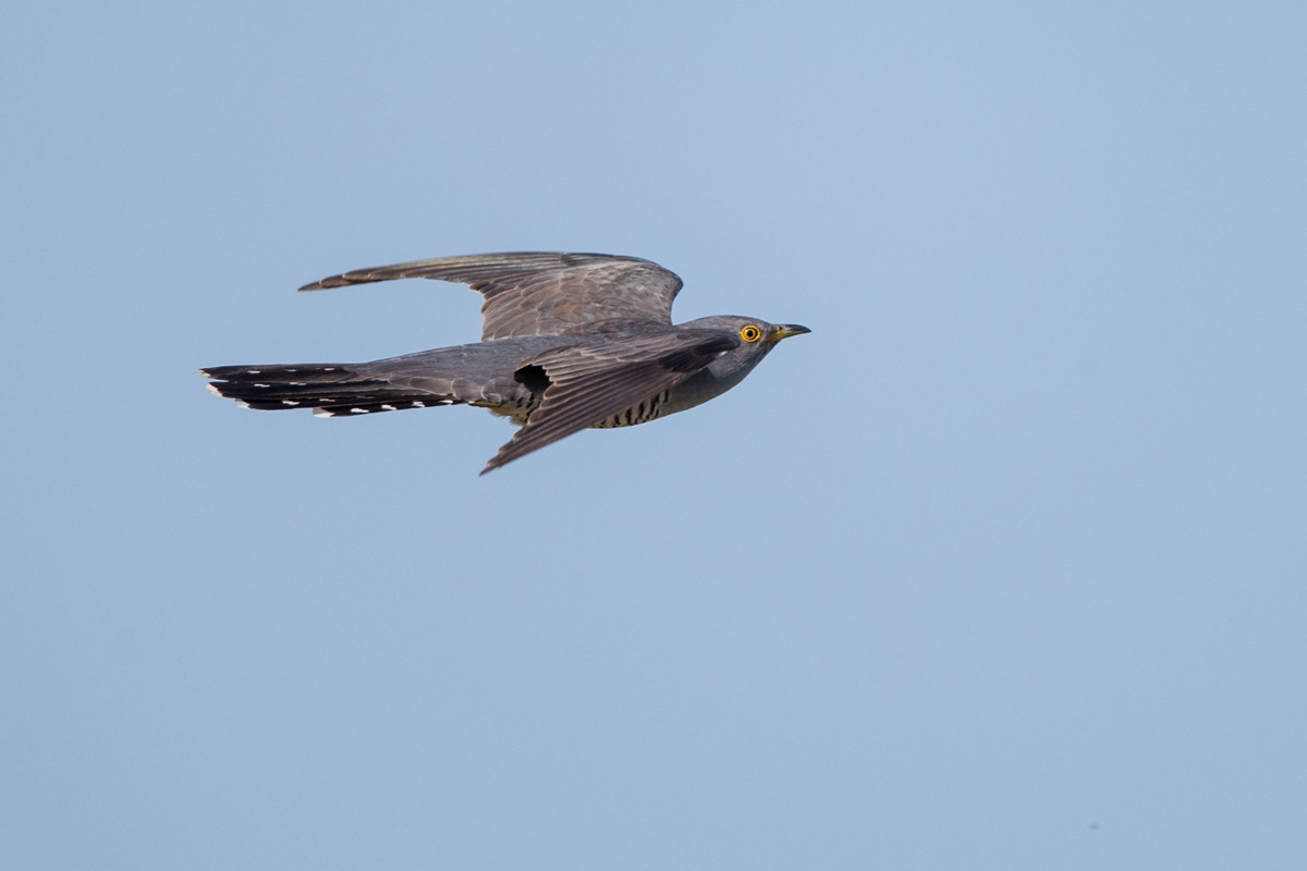 Common Cuckoo