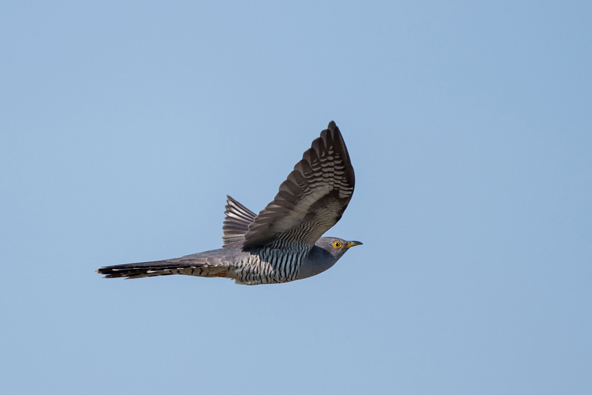 Common Cuckoo