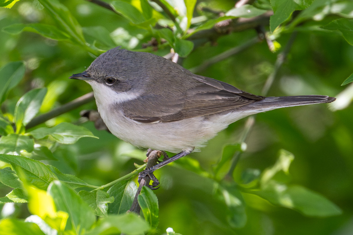 Lesser Whitethroat