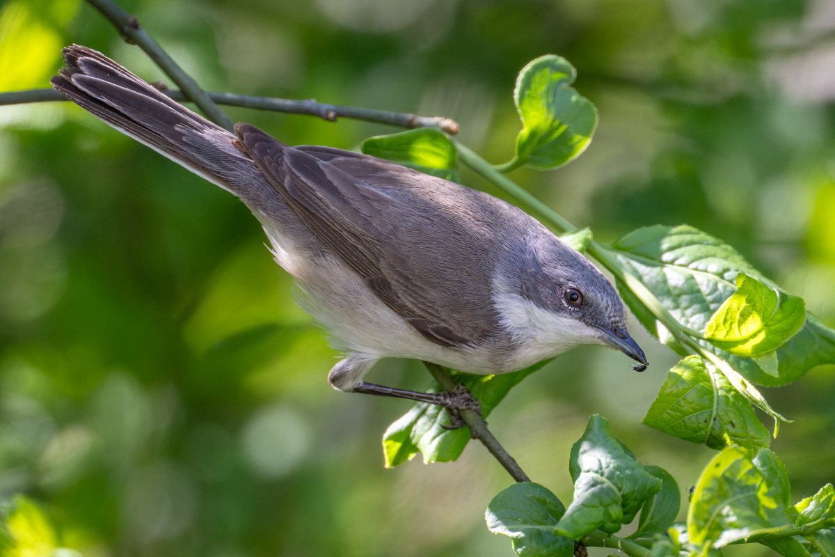 Lesser Whitethroat