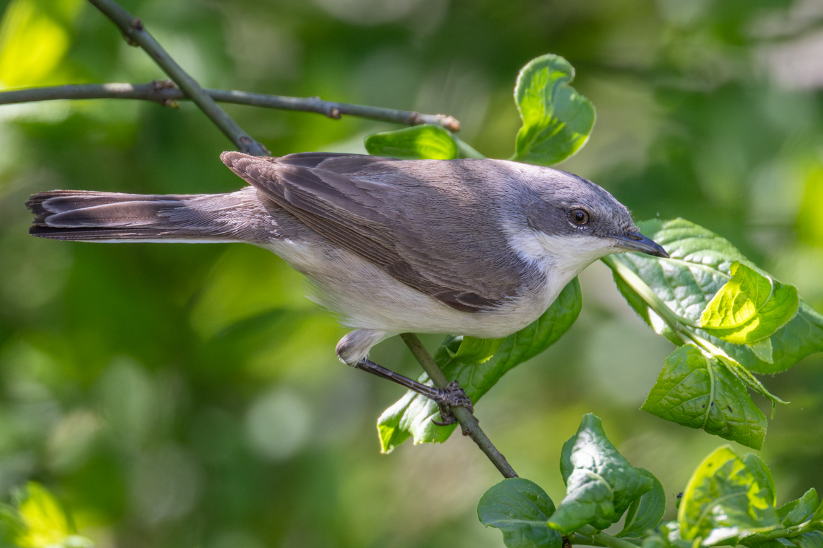 Lesser Whitethroat