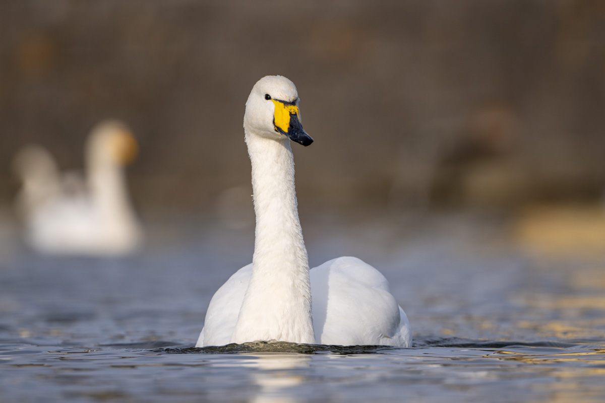 Whooper Swan