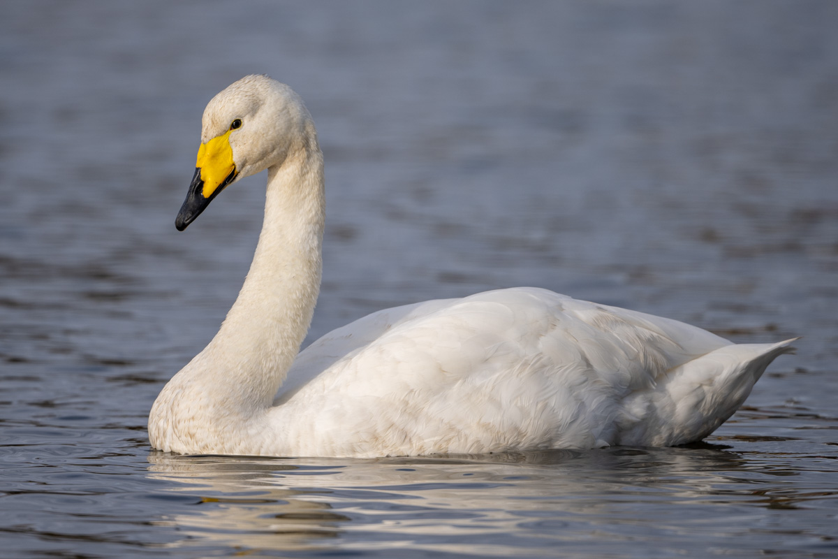 Whooper Swan