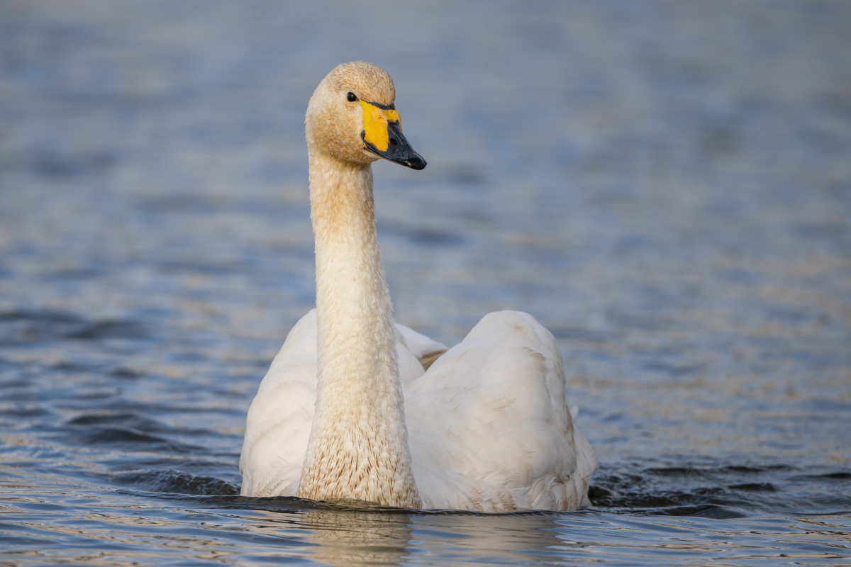 Whooper Swan