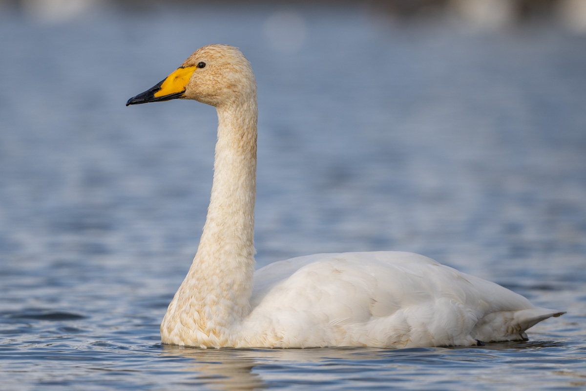 Whooper Swan