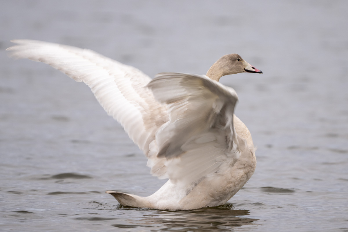 Whooper Swan