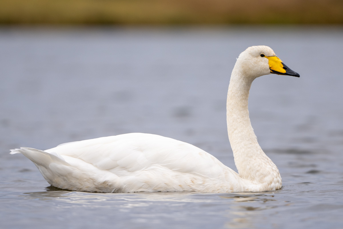 Whooper Swan