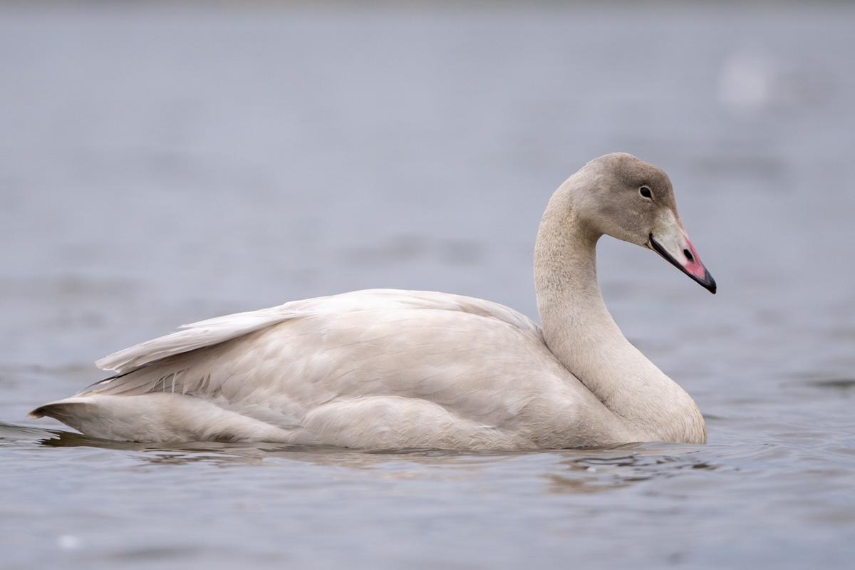 Whooper Swan