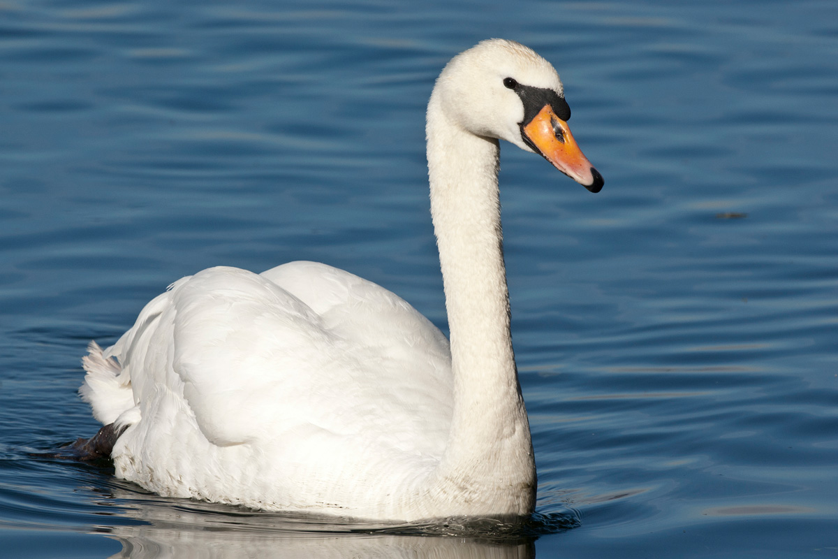 Höckerschwan