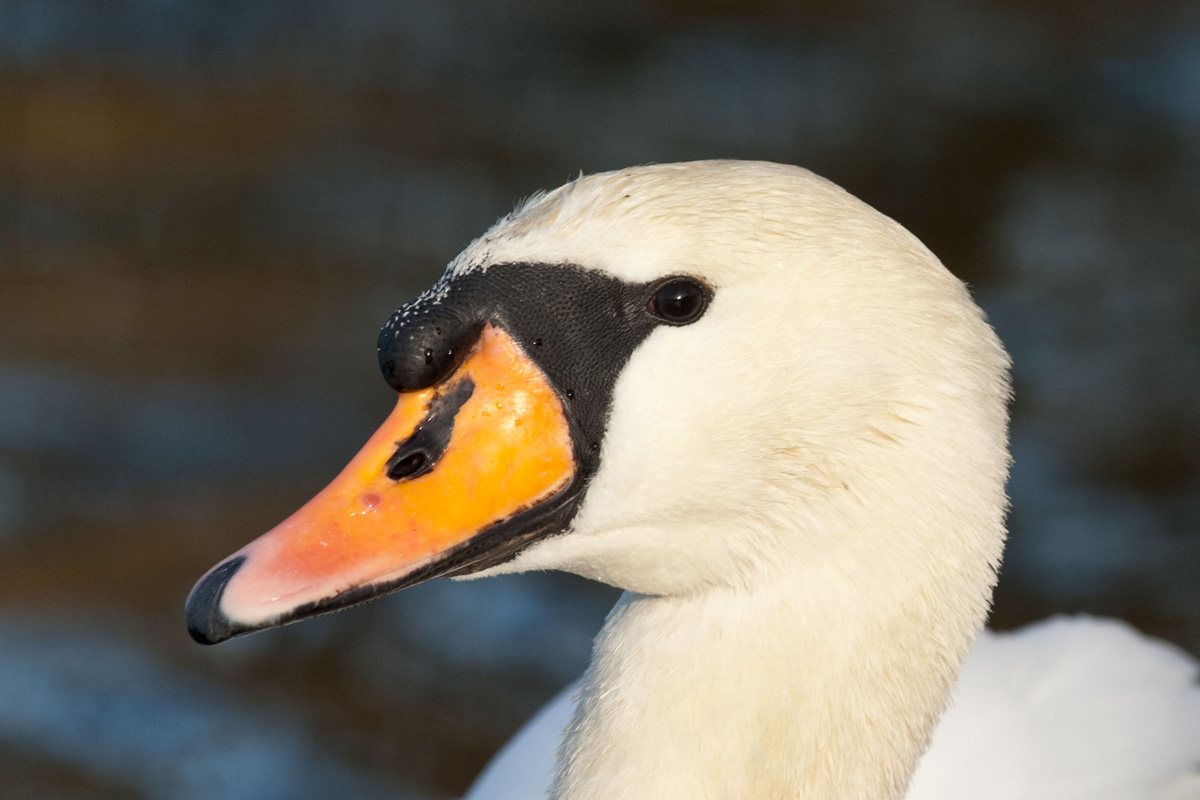 Höckerschwan