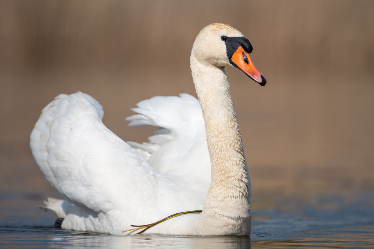 Höckerschwan