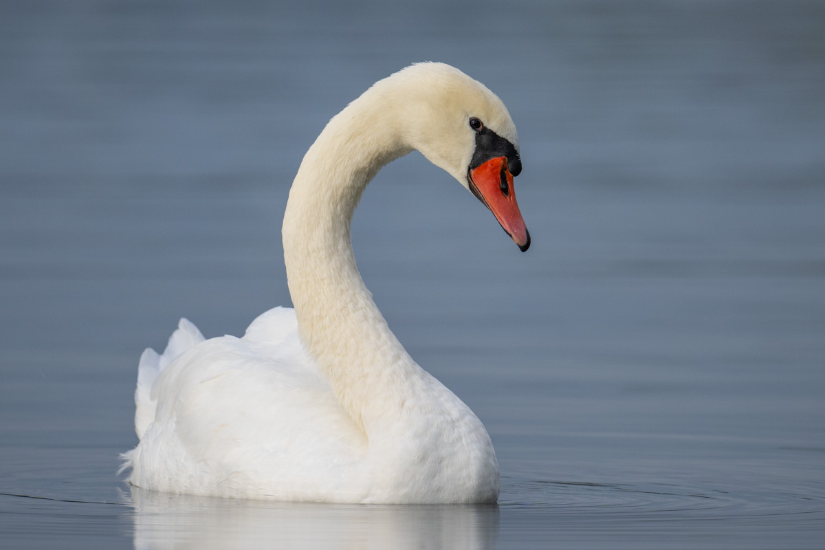 Mute Swan