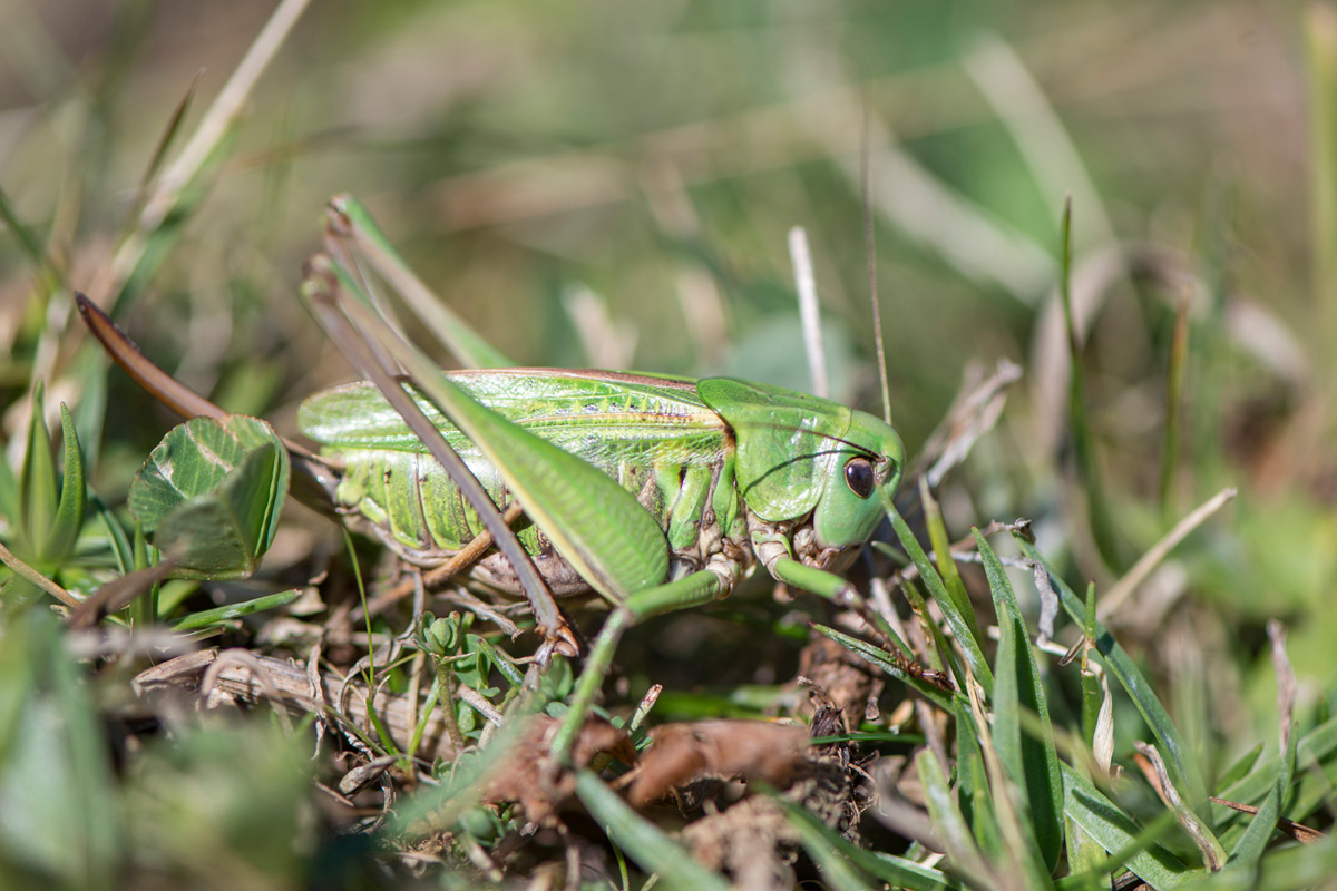 Wart-biter Bush-cricket