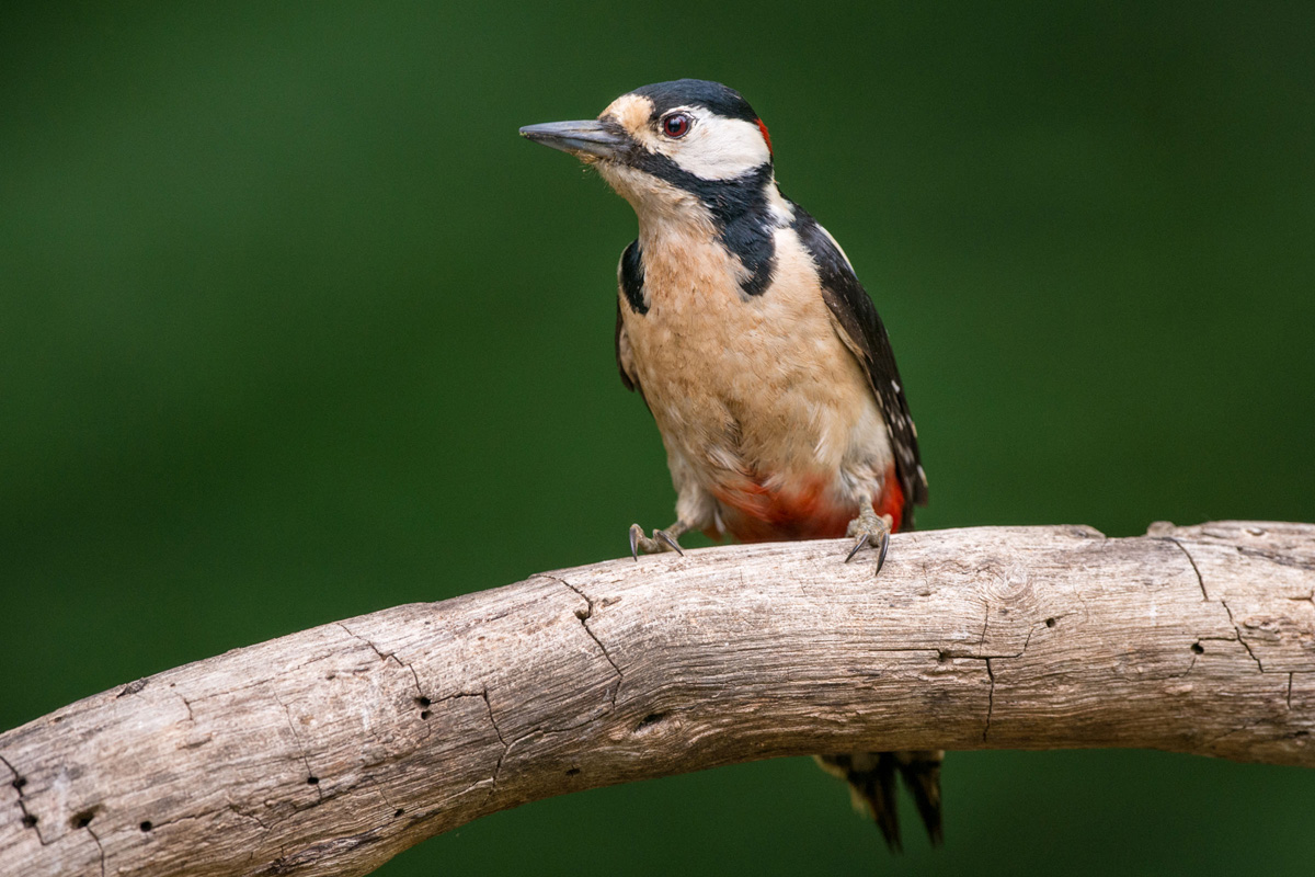 Great Spotted Woodpecker